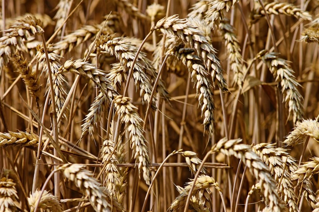 wheat, field, cereals-3524861.jpg